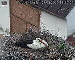 Capi_Dubne_20250507_183003.jpg