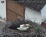 Capi_Dubne_20250507_184003.jpg