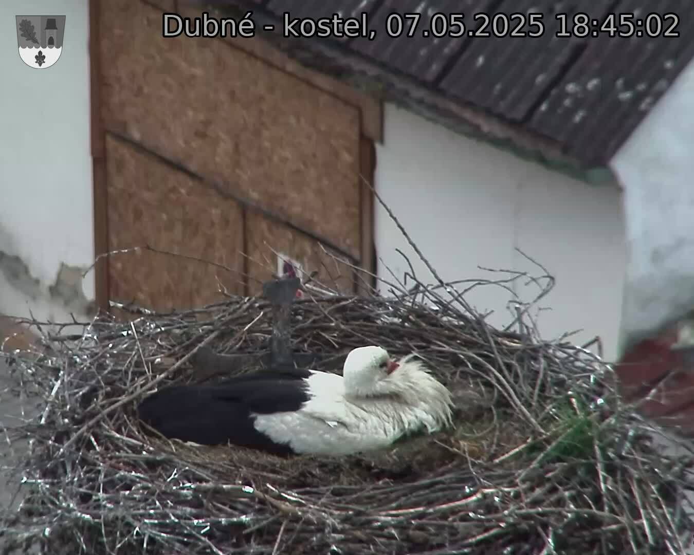 Capi_Dubne_20250507_184502.jpg (1350 x 1080)