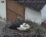 Capi_Dubne_20250507_184502.jpg