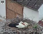 Capi_Dubne_20250507_185503.jpg