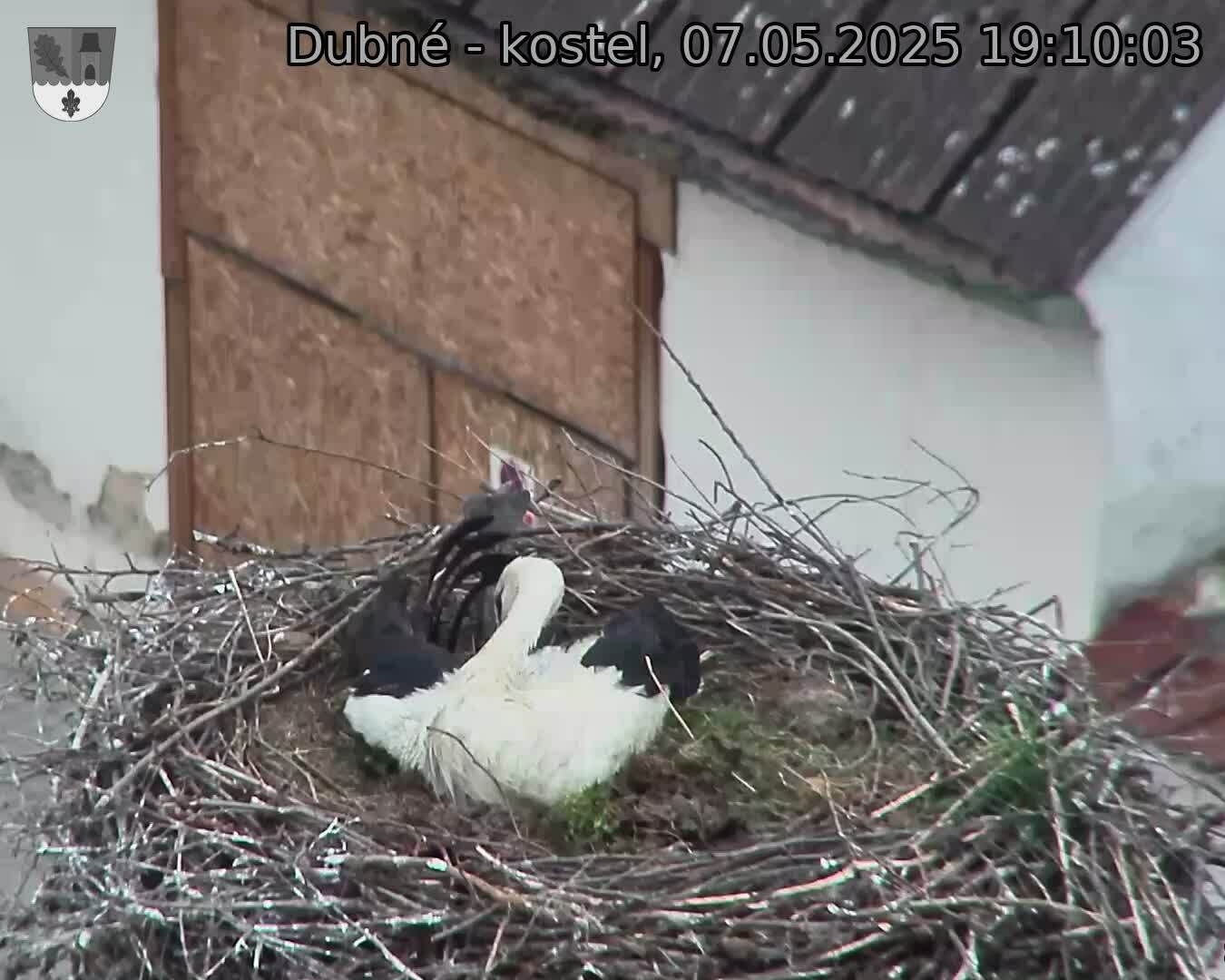 Capi_Dubne_20250507_191003.jpg (1350 x 1080)