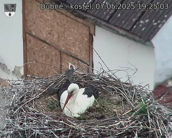 Capi_Dubne_20250507_192503.jpg (1350 x 1080)