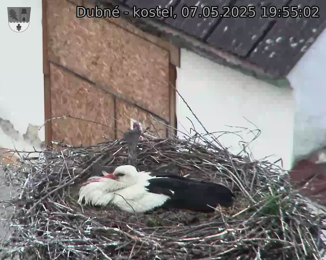 Capi_Dubne_20250507_195502.jpg (1350 x 1080)