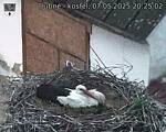 Capi_Dubne_20250507_202502.jpg