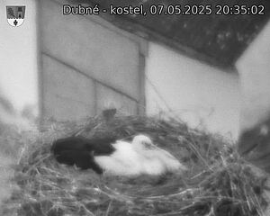 Capi_Dubne_20250507_203502.jpg (1350 x 1080)