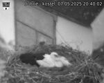 Capi_Dubne_20250507_204002.jpg