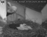 Capi_Dubne_20250507_204503.jpg
