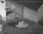 Capi_Dubne_20250507_205002.jpg
