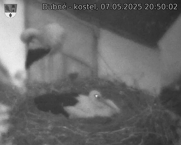 Capi_Dubne_20250507_205002.jpg (1350 x 1080)