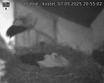 Capi_Dubne_20250507_205503.jpg