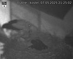 Capi_Dubne_20250507_212502.jpg