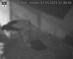 Capi_Dubne_20250507_214002.jpg