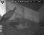 Capi_Dubne_20250507_221502.jpg