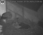Capi_Dubne_20250507_230502.jpg