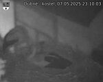 Capi_Dubne_20250507_231003.jpg