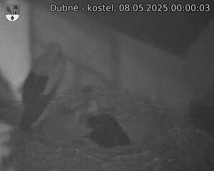 Capi_Dubne_20250508_000003.jpg (1350 x 1080)