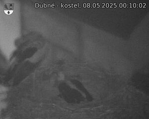 Capi_Dubne_20250508_001002.jpg (1350 x 1080)