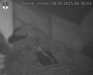 Capi_Dubne_20250508_003003.jpg (1350 x 1080)