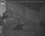 Capi_Dubne_20250508_011502.jpg