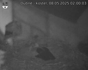 Capi_Dubne_20250508_020003.jpg (1350 x 1080)