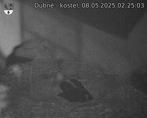 Capi_Dubne_20250508_022503.jpg (1350 x 1080)