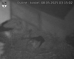 Capi_Dubne_20250508_031502.jpg (1350 x 1080)
