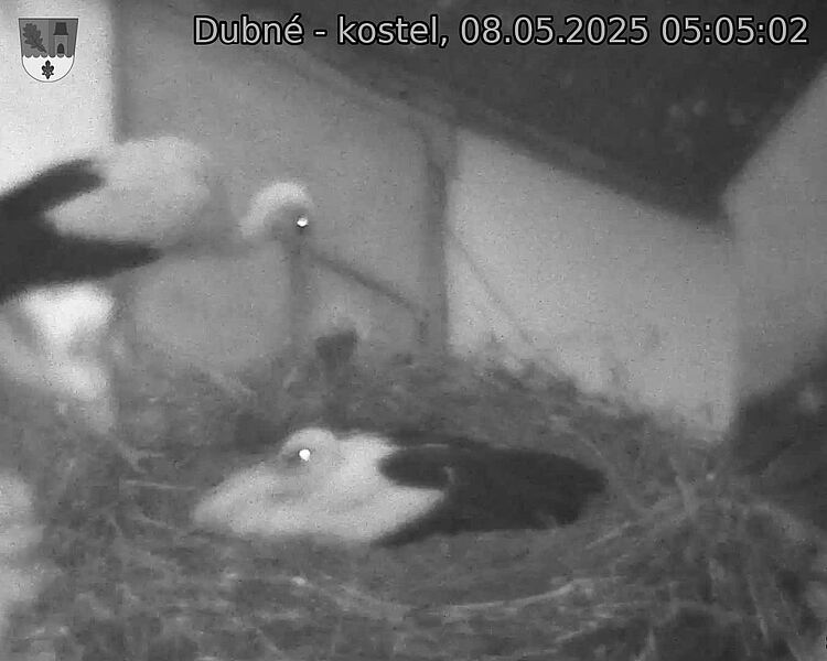 Capi_Dubne_20250508_050502.jpg (1350 x 1080)