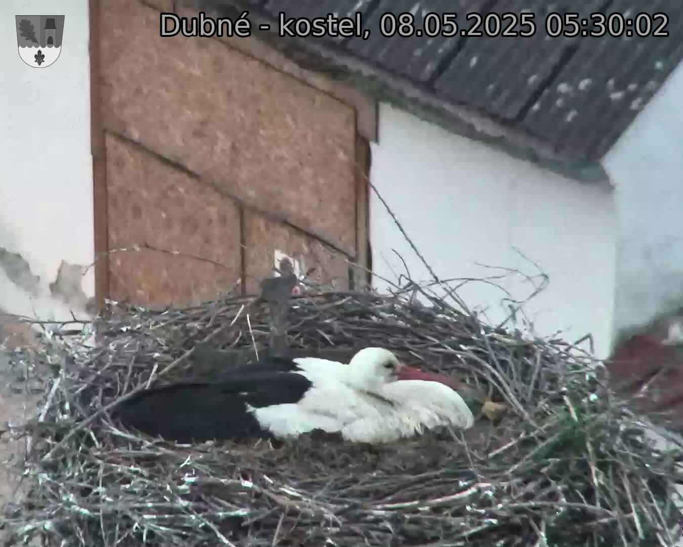 Capi_Dubne_20250508_053002.jpg (1350 x 1080)
