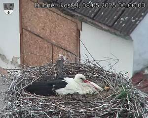 Capi_Dubne_20250508_060003.jpg (1350 x 1080)