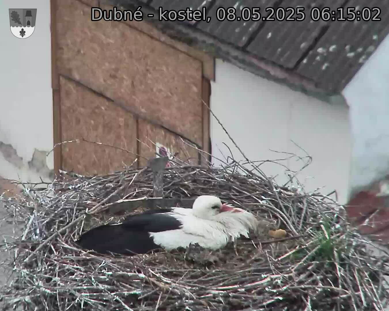 Capi_Dubne_20250508_061502.jpg (1350 x 1080)