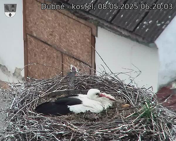 Capi_Dubne_20250508_062003.jpg (1350 x 1080)