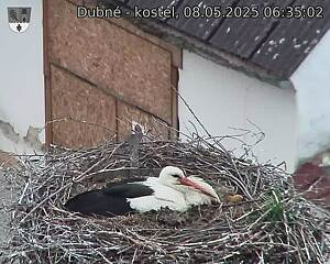 Capi_Dubne_20250508_063502.jpg (1350 x 1080)