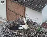 Capi_Dubne_20250508_065003.jpg