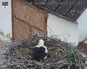 Capi_Dubne_20250508_071503.jpg (1350 x 1080)
