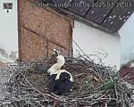 Capi_Dubne_20250508_072003.jpg