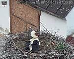 Capi_Dubne_20250508_072503.jpg