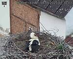 Capi_Dubne_20250508_073003.jpg