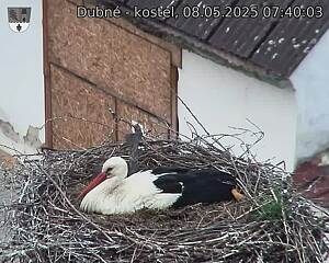 Capi_Dubne_20250508_074003.jpg (1350 x 1080)