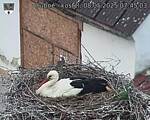 Capi_Dubne_20250508_074503.jpg