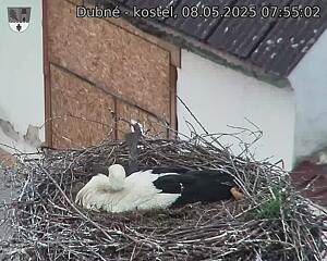 Capi_Dubne_20250508_075502.jpg (1350 x 1080)