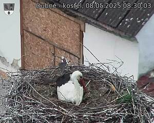 Capi_Dubne_20250508_083003.jpg (1350 x 1080)