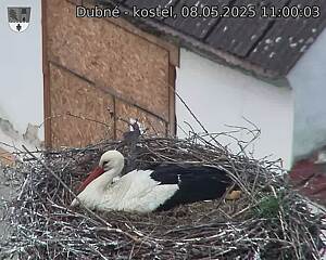 Capi_Dubne_20250508_110003.jpg (1350 x 1080)