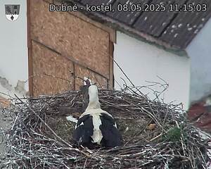 Capi_Dubne_20250508_111503.jpg (1350 x 1080)