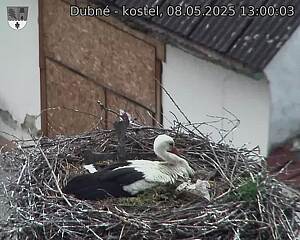 Capi_Dubne_20250508_130003.jpg (1350 x 1080)