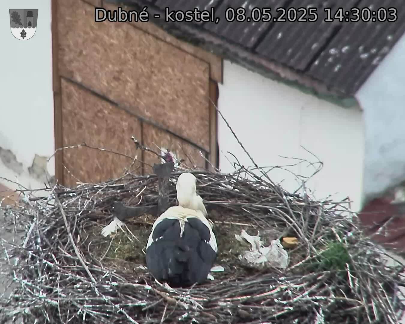 Capi_Dubne_20250508_143003.jpg (1350 x 1080)