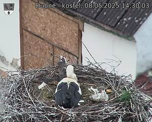 Capi_Dubne_20250508_143003.jpg (1350 x 1080)