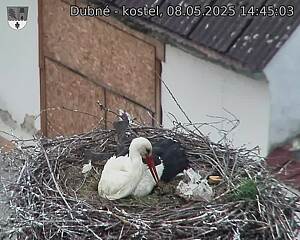 Capi_Dubne_20250508_144503.jpg (1350 x 1080)