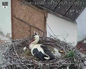 Capi_Dubne_20250508_150003.jpg (1350 x 1080)