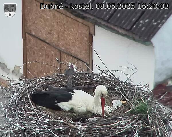 Capi_Dubne_20250508_162003.jpg (1350 x 1080)